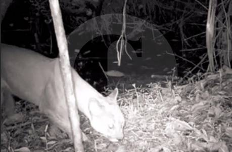 En zona protegida del corregimiento Manzanillo, de Itagüí, vieron por primera vez a un puma