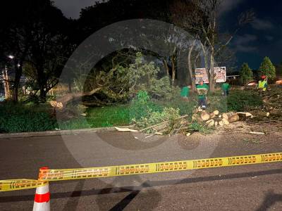 Polémica en el Oriente antioqueño por tala de 45 árboles para obras de intercambio vial