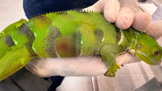 ¡Miserable! Una persona mató con un arma de perdigones a una iguana en el Valle de Aburrá