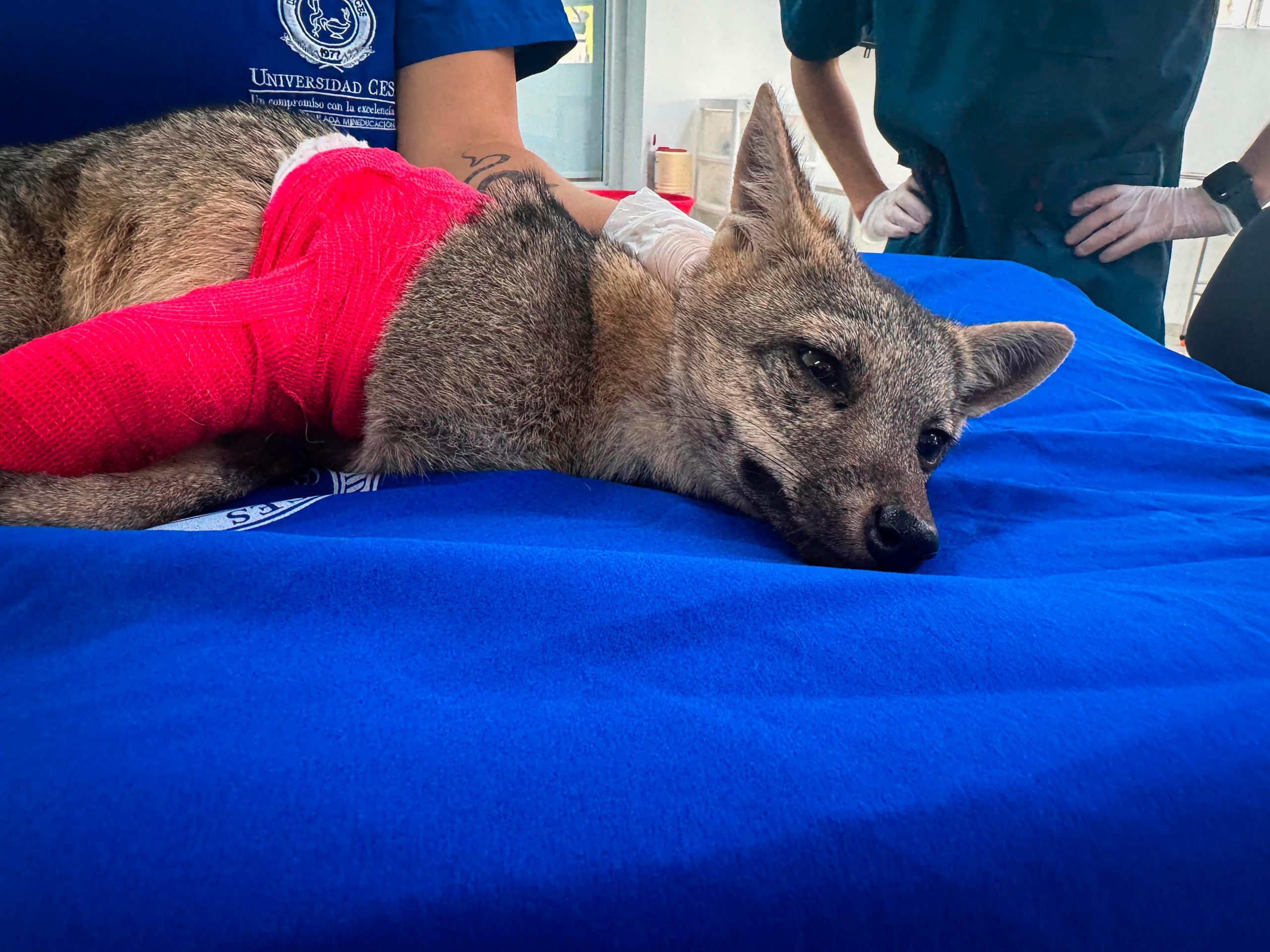 Zorro perro fue arrollado en Barbosa y el conductor se voló: van 380 animales atropellados en el Valle de Aburrá