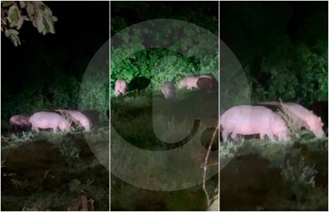 Video | Alerta por nuevo avistamiento de una manada de hipopótamos en Doradal, Antioquia