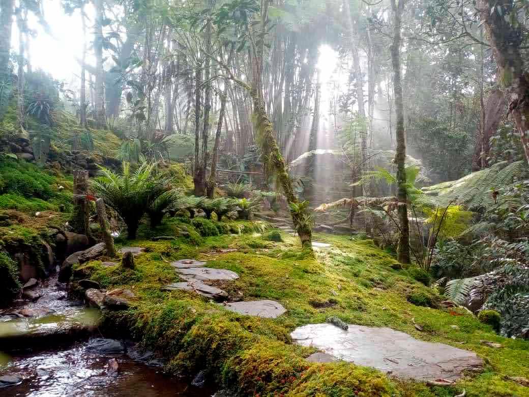 Un santuario con 25.000 orquídeas en La Ceja, Antioquia, busca salvar especies de la extinción