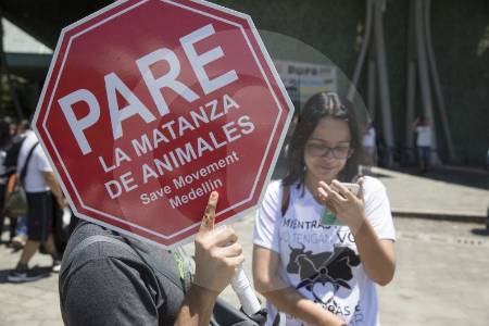 alerta-en-el-santuario,-antioquia,-por-el-envenenamiento-de-cuatro-perros-y-un-gato