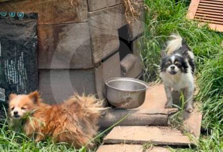 ¡Desalmados! Desmantelaron criadero en el Oriente antioqueño que explotaba decenas de perritos