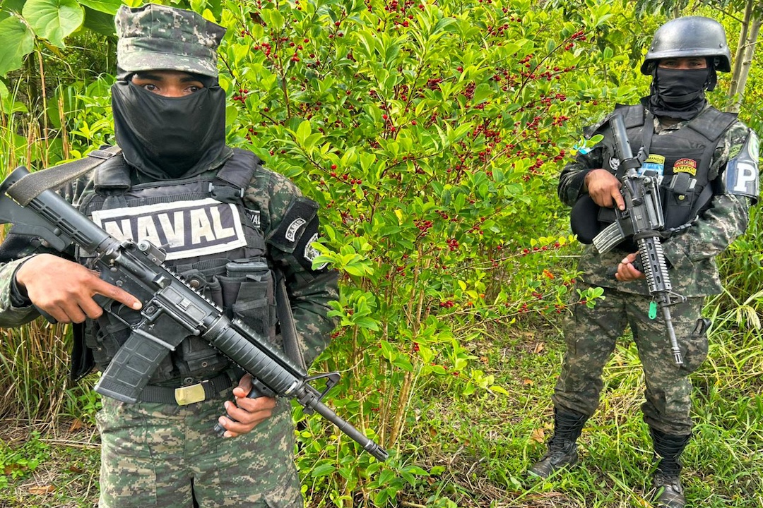 autoridades-de-honduras-incautan-98.000-plantas-de-coca-–-nicaragua-investiga