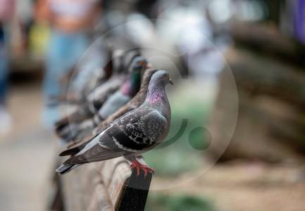 comenzaran-a-capturar-palomas-en-la-universidad-de-antioquia,-¿que-haran-con-ellas?