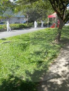 en-envigado-un-hombre-murio-cuando-cayo-de-un-arbol-del-que-intentaba-coger-mangos