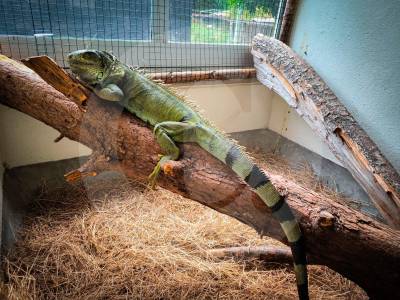 Así terminó el cautiverio de una iguana maltratada en el Valle de Aburrá