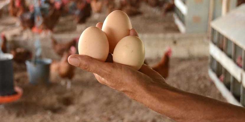 República Dominicana exporta a Cuba un promedio de 65 millones de huevos al mes