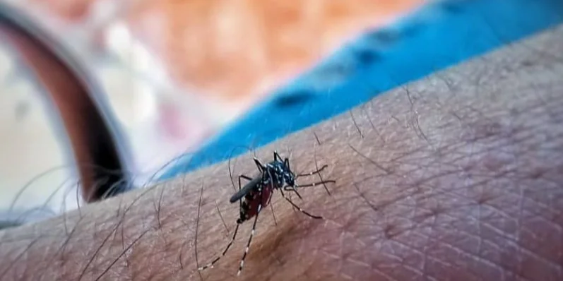 Cuba diagnosticó 700 casos diarios de chikunguña en octubre, según la OPS