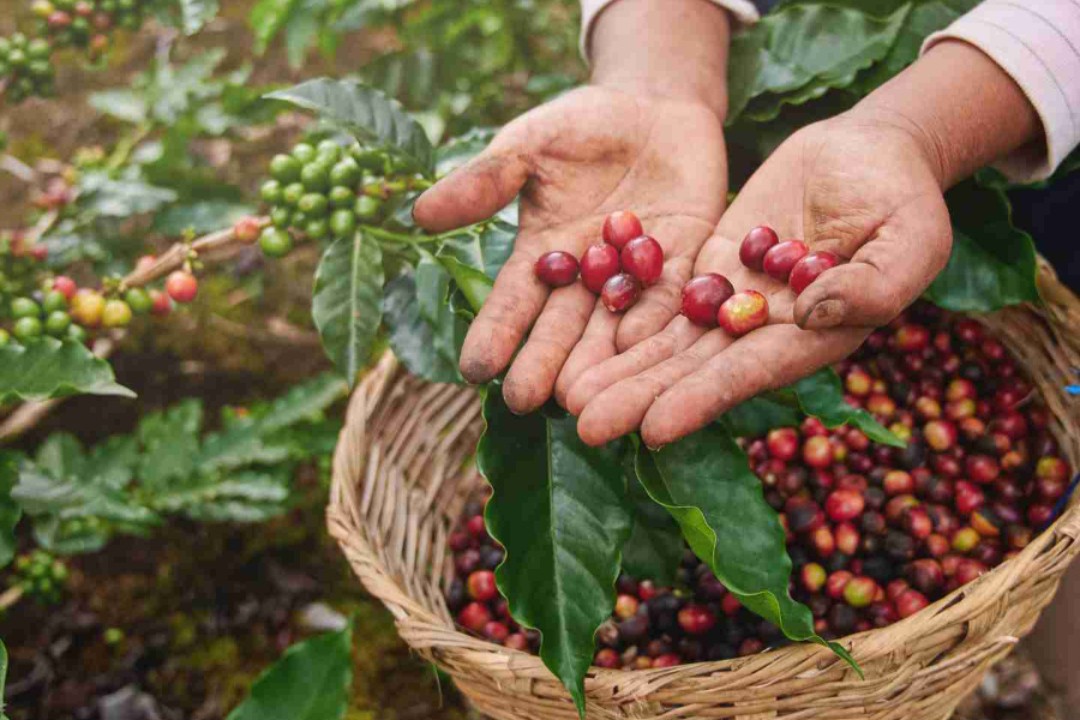 Cuál es el principal producto de exportación de Nicaragua en 2025