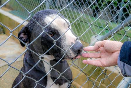 Maltrato y abandono animal se dispara: han rescatado 850 mascotas este año en Antioquia