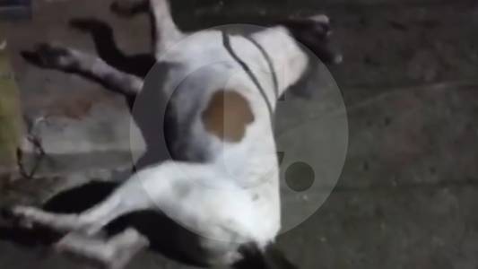 autoridades-investigan-envenenamiento-de-al-menos-cinco-perros-en-valparaiso,-antioquia