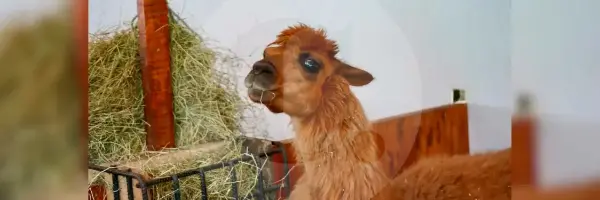 ¡recuperada!-ambar,-la-llama-rescatada-en-rionegro,-antioquia,-sera-adoptada