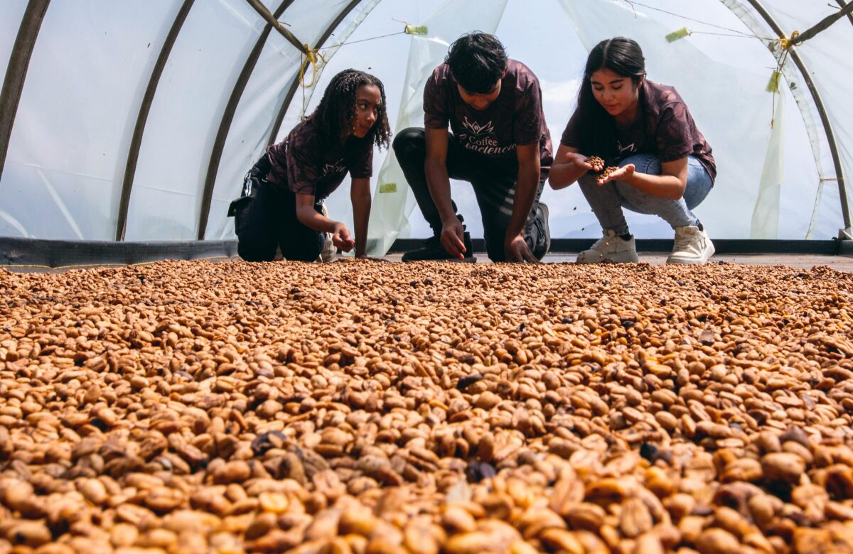 ninos-montaron-cultivo-de-cafe-en-las-laderas-de-bello-y-suenan-con-exportarlo