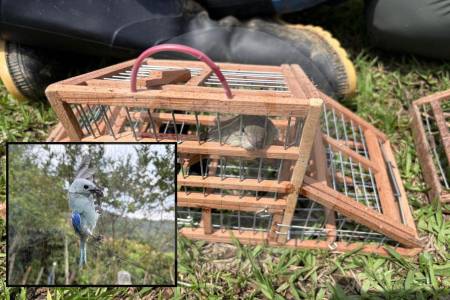 el-colmo:-instalaron-redes-y-trampas-en-zona-de-reserva-de-itagui-para-capturar-aves