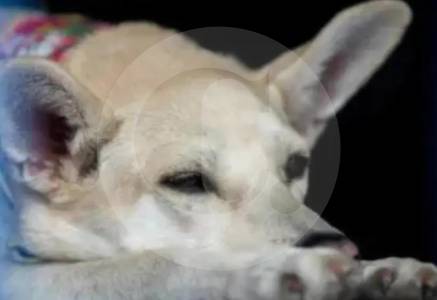 buscan-a-responsables-de-la-muerte-de-un-perro-en-el-carmen-de-viboral