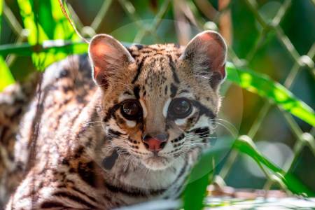 “Es un caso exitoso”: Ocelote rehabilitado ya recorre los bosques de Urabá