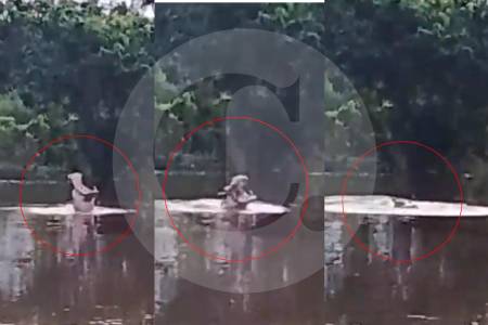 “Han desplazado a los pescadores”: alerta en Barrancabermeja por nuevo avistamiento de hipopótamo