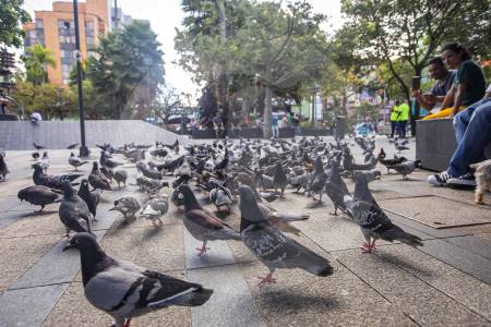 Más de 1.200 huevos de palomas han sido retirados en Envigado, ¿por qué?