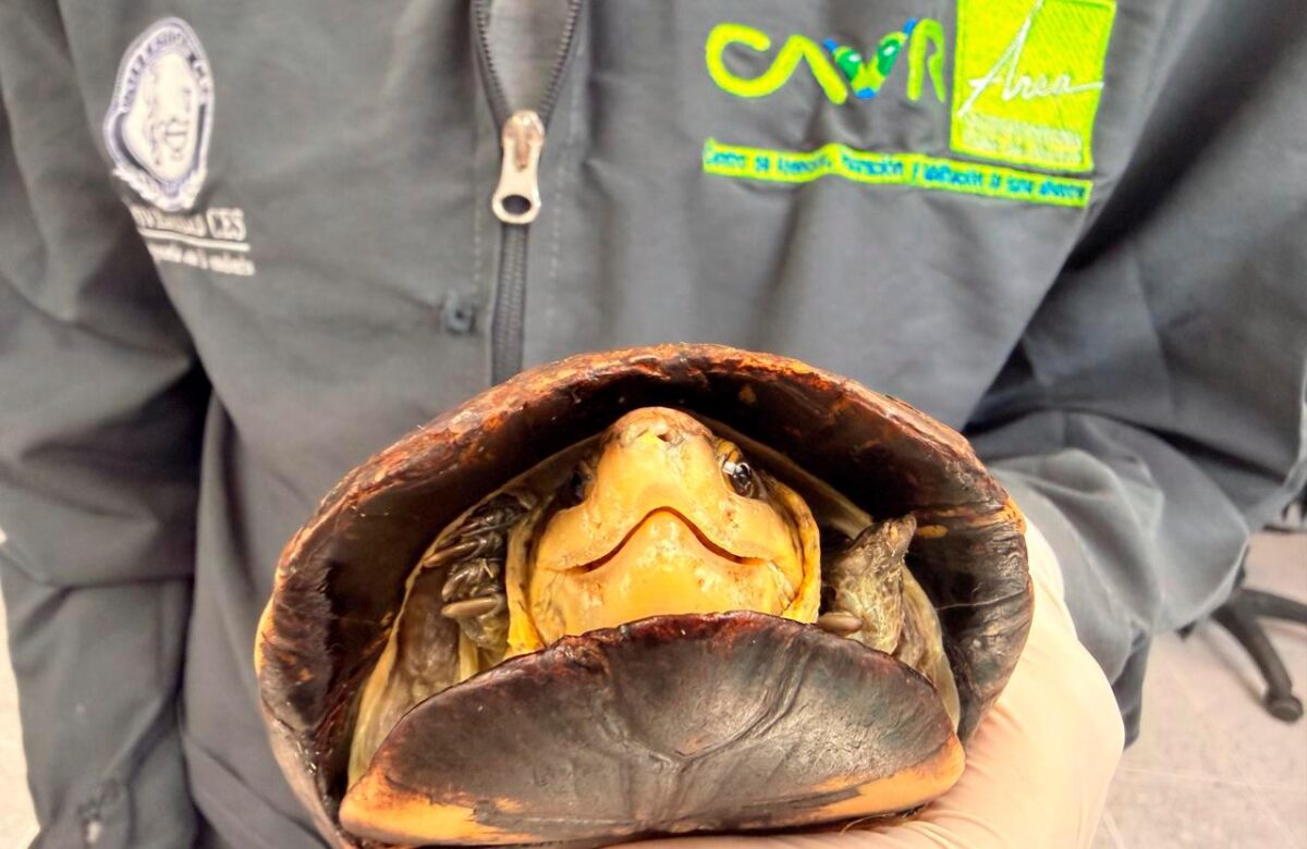 no-son-mascotas:-mas-de-3.100-tortugas-han-sido-rescatadas-en-el-valle-de-aburra-desde-2024