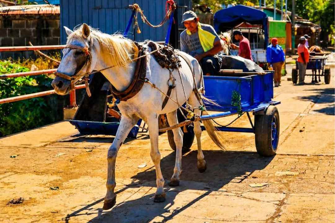¡no-son-los-carretoneros!-alcaldia-acusa-a-empresas-de-ensuciar-mas-la-ciudad-–-nicaragua-investiga