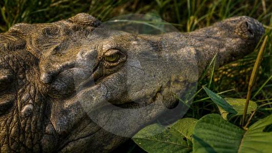 200-caimanes-llaneros-podrian-morir-por-desnutricion:-estan-sin-alimento-desde-hace-seis-meses