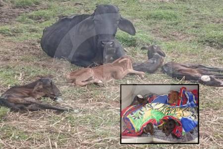 ¡increible!-en-narino,-antioquia,-una-vaca-tuvo-cuatrillizos;-ocurre-en-menos-del-1%-de-los-partos