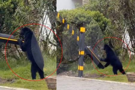 grabaron-a-un-oso-andino-en-conjunto-residencial-en-la-sabana-de-bogota:-autoridades-lo-buscan
