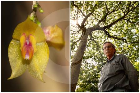 Orquídea descubierta en Santander llevará nombre de profesor antioqueño, ¿quién es?