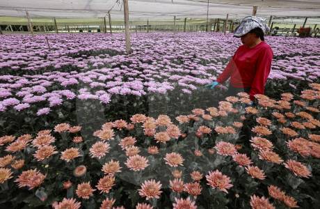 Flores que cruzan el cielo: así es el negocio que mueve US$ 380 millones en el Oriente antioqueño
