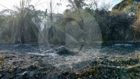 procuraduria-abrio-indagacion-por-quema-en-finca-de-funcionaria-de-cortolima;-esto-se-sabe