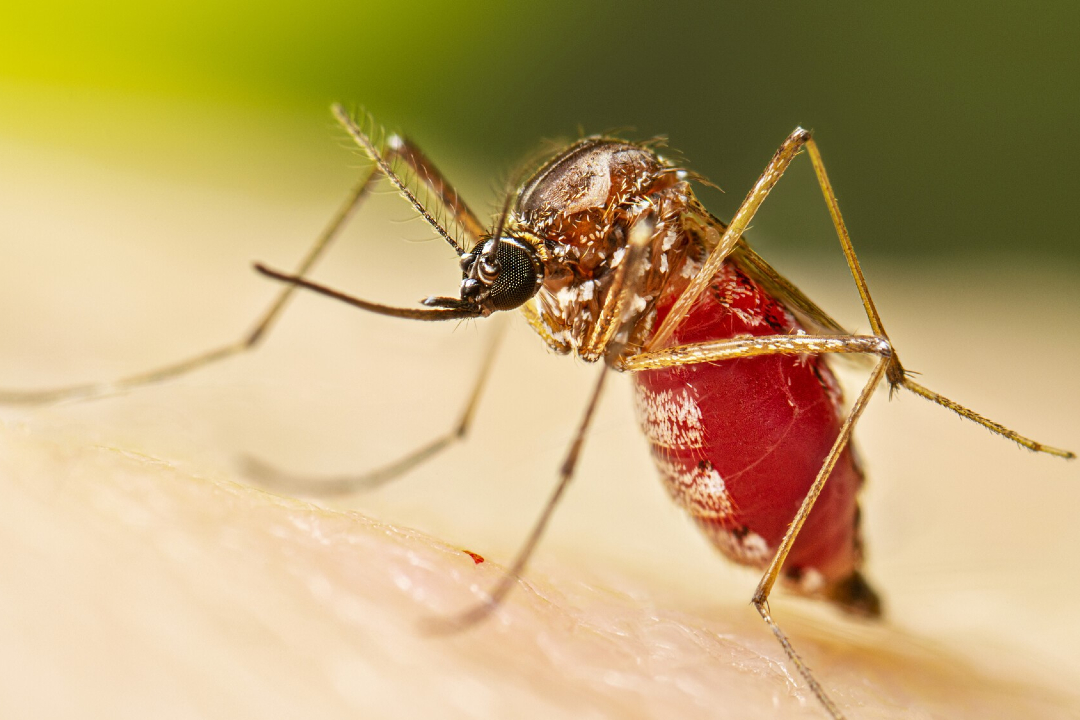 Nicaragua suma 3.109 casos de chikungunya en 2026, el brote más alto desde 2015-2016