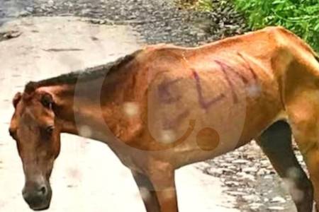 “no-mas-animales-bomba”:-proyecto-de-ley-busca-castigar-su-uso-como-armas-de-guerra-en-colombia