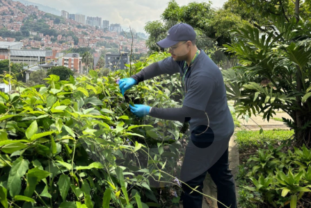 las-bacterias-de-los-arboles-de-mango-podrian-ayudar-a-limpiar-el-aire-contaminado-de-medellin