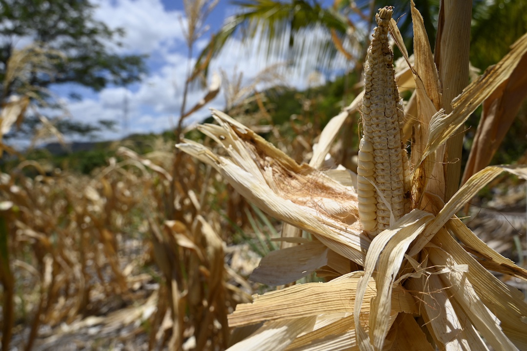 maiz-seco,-vacas-raquiticas:-la-sequia-de-el-nino-arrasa-centroamerica-–-nicaragua-investiga