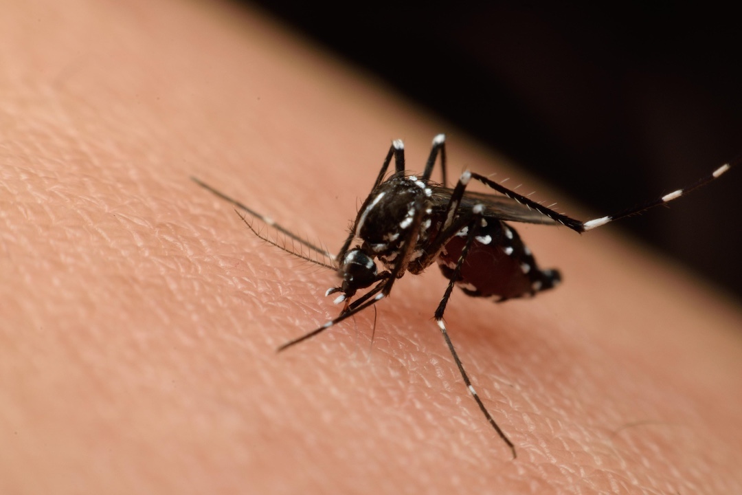 nicaragua:-dengue-y-chikungunya-suben-a-94-y-221-casos-en-una-semana-–-nicaragua-investiga