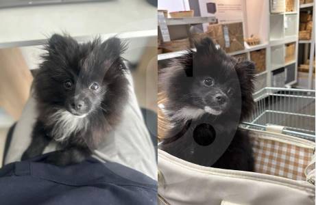 aparecio-pato,-el-perro-que-se-llevaron-en-un-robo-en-bogota-tras-amenazar-a-sus-duenos