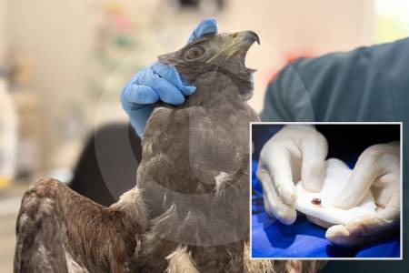 hirieron-a-dos-aves-silvestres-con-perdigones-en-el-oriente-antioqueno