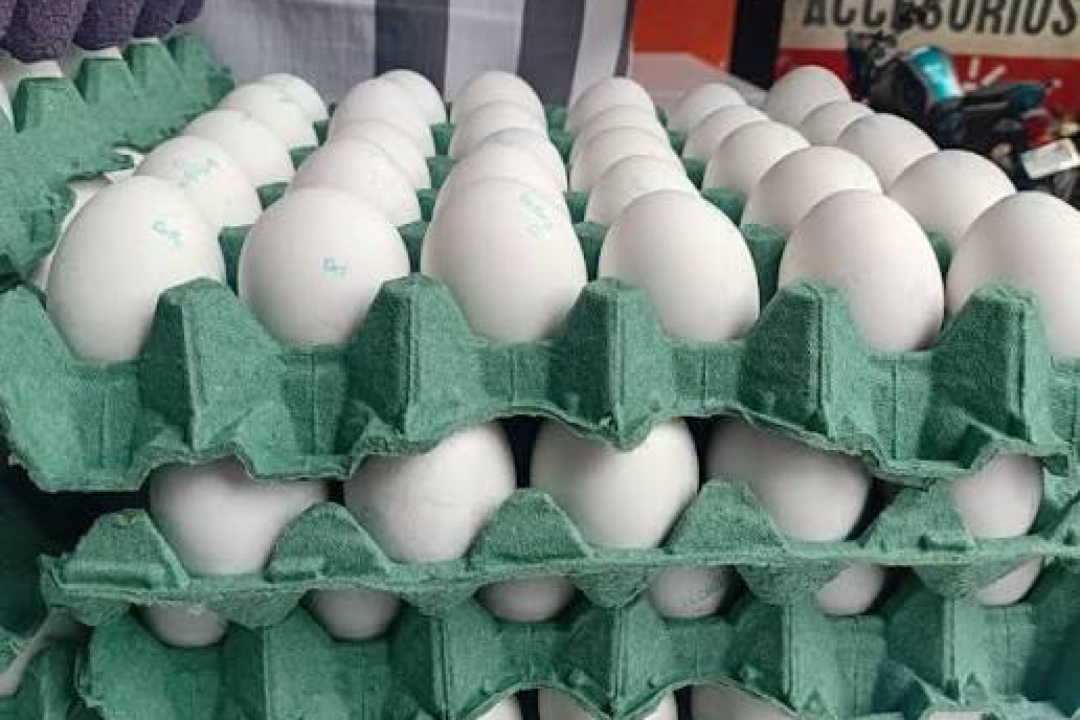 Producción de huevos en Nicaragua crece 17,6 % en 2026 pese a los altos precios