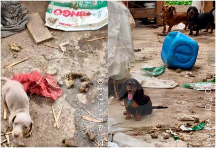hallan-cachorros-amarrados-y-entre-heces-en-criadero-de-guatape:-rescataron-perros-y-gallos