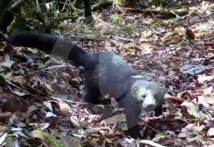 aparecio-una-tayra-en-belmira:-¿por-que-es-importante-este-mamifero-para-los-bosques-de-antioquia?