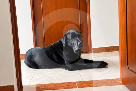entre-el-amor-y-dejar-ir:-la-corte-prohibe-sacrificar-animales-solo-por-estar-viejitos