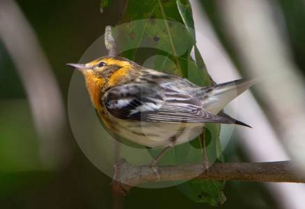 aves-migratorias-llegan-al-valle-de-aburra:-cuales-puede-ver-y-que-hacer-si-encuentra-una
