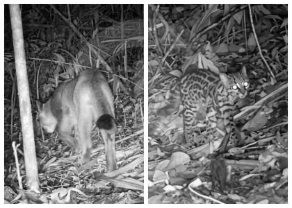 ¡ojo!:-cuatro-de-los-seis-felinos-de-colombia-estan-en-una-reserva-de-itagui,-¿que-especies-son?