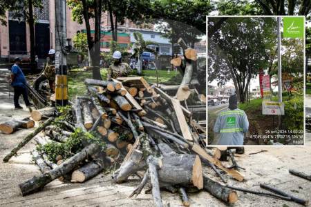 Polémica en Itagüí, Antioquia, por tala autorizada de 76 árboles, ¿por qué los tumbaron?